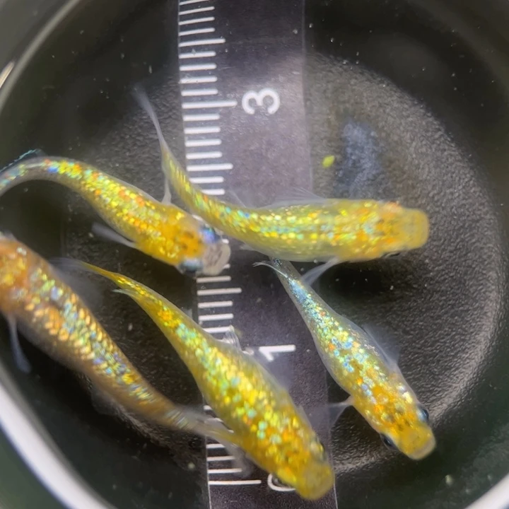 海水鱼猫饭星光64号