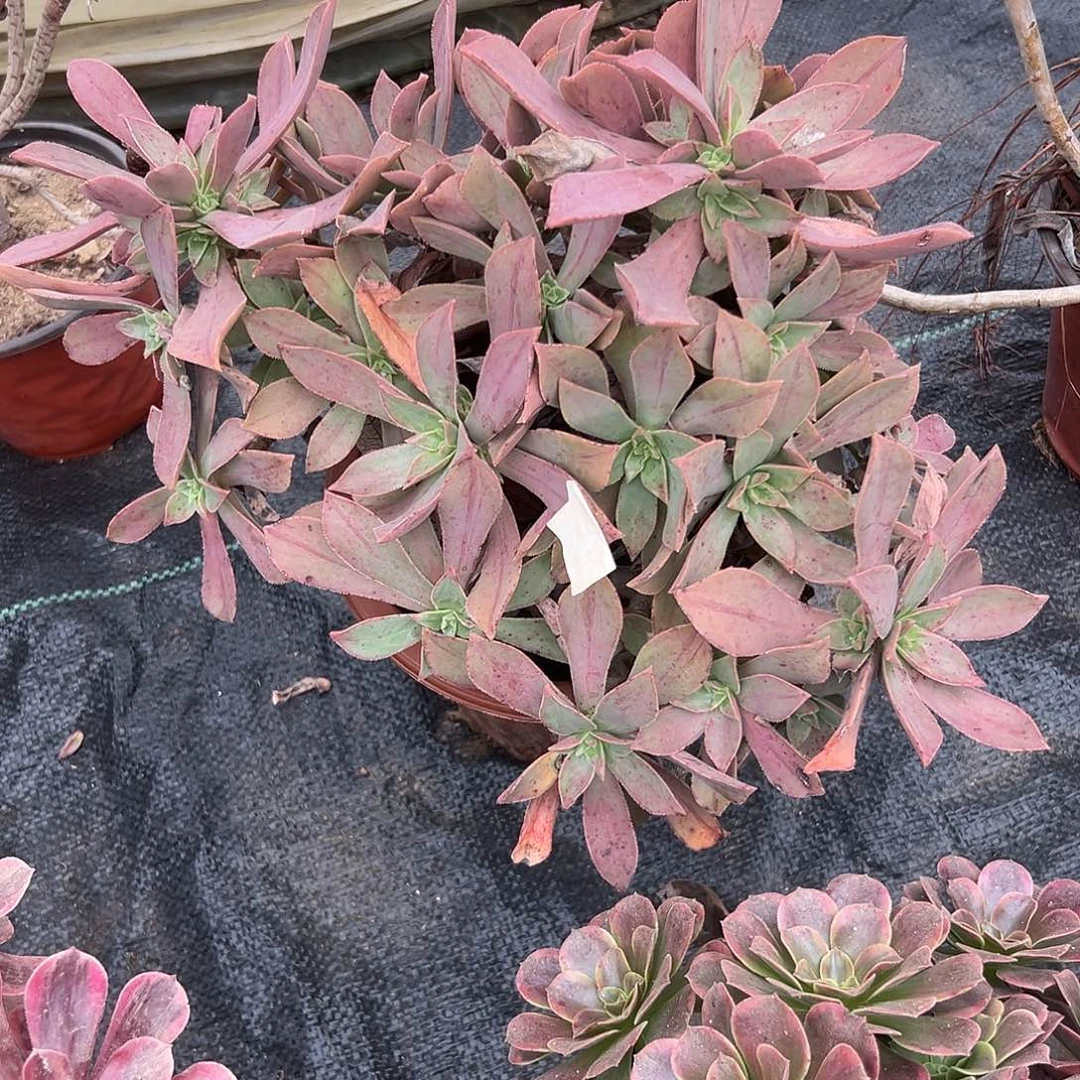 多肉植物重赞曲老庄