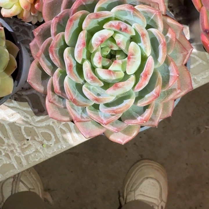 专拍链接多肉红暖