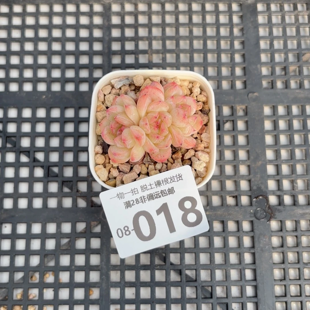 甜心珍妮多肉多肉多肉