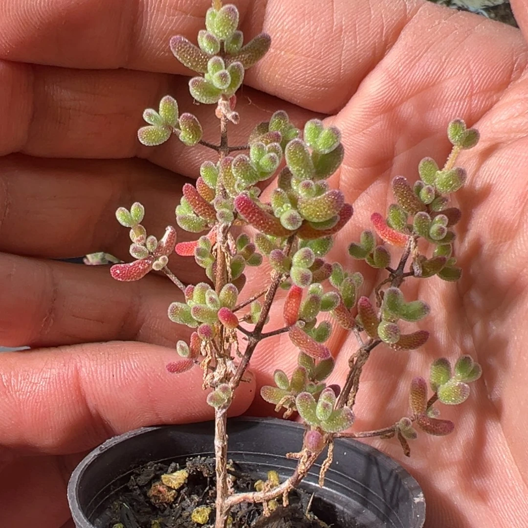 冰糖50杯老桩福利