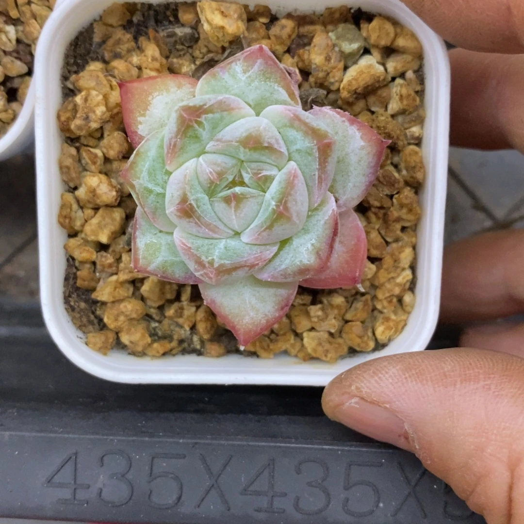 精品多肉一物一拍不包整82