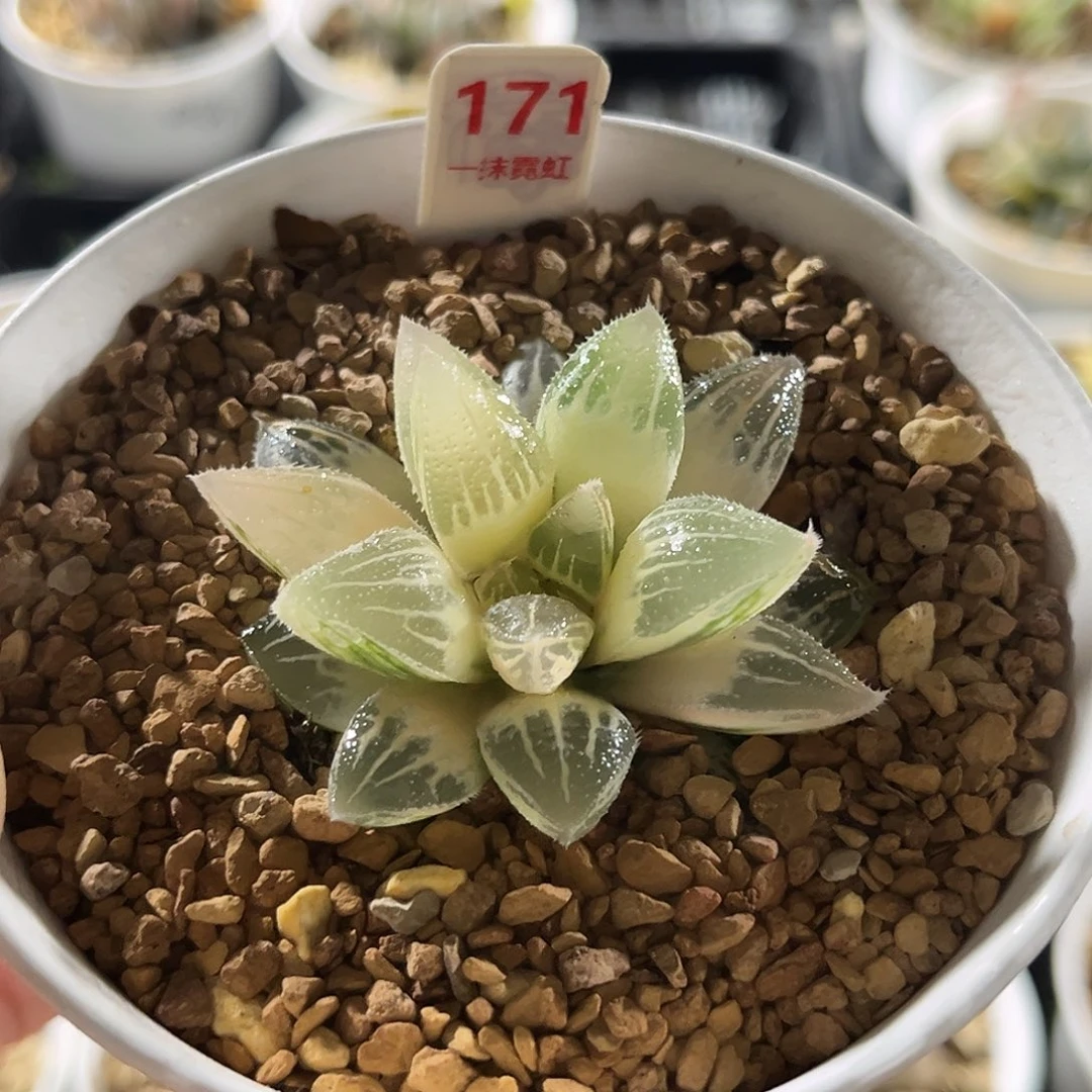 171糊斑冰沙糖寿锦福利
