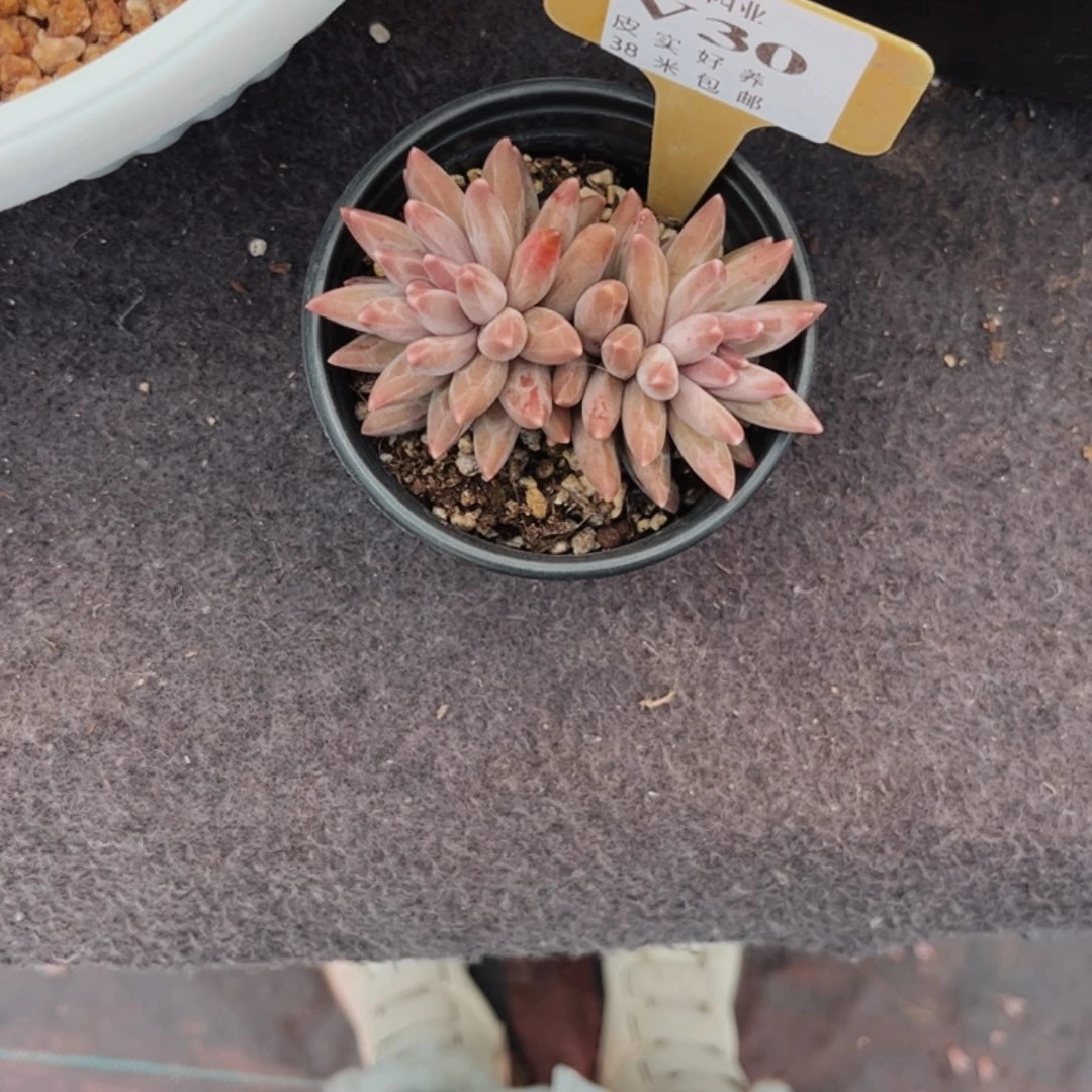 二**一多肉植物1111111