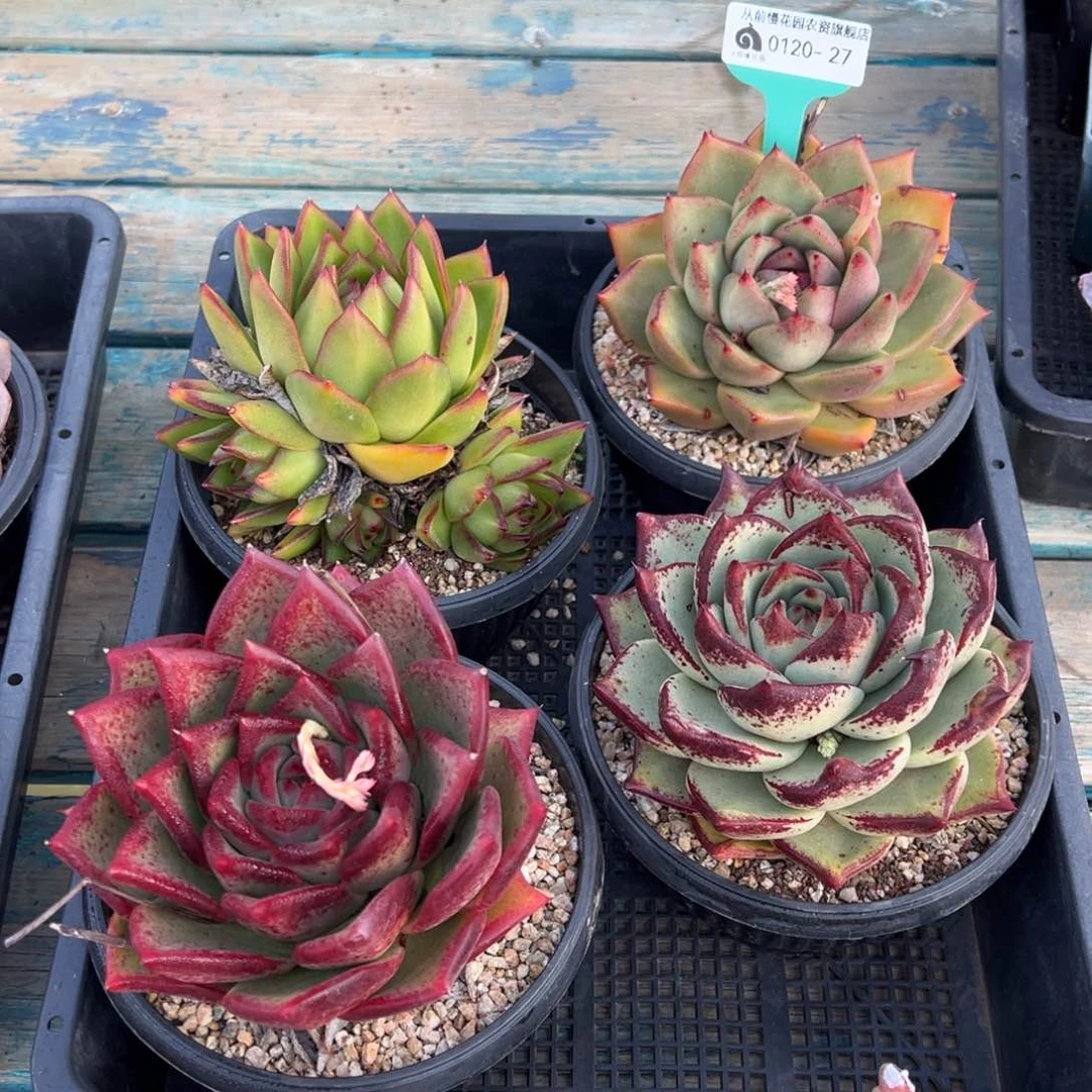 从前慢多肉精选编号0120.27