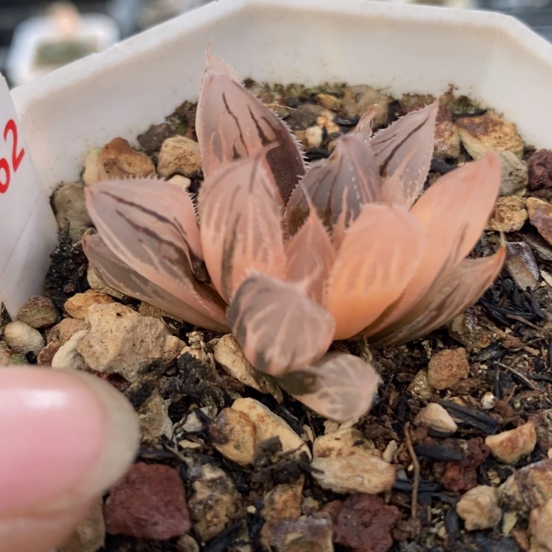 562实生毛玉露锦一物一拍