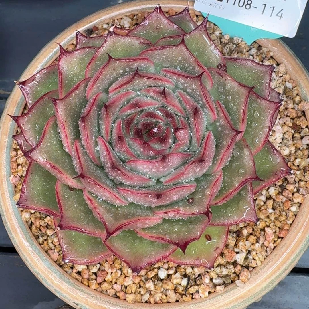 从前慢多肉精选编号1108.114