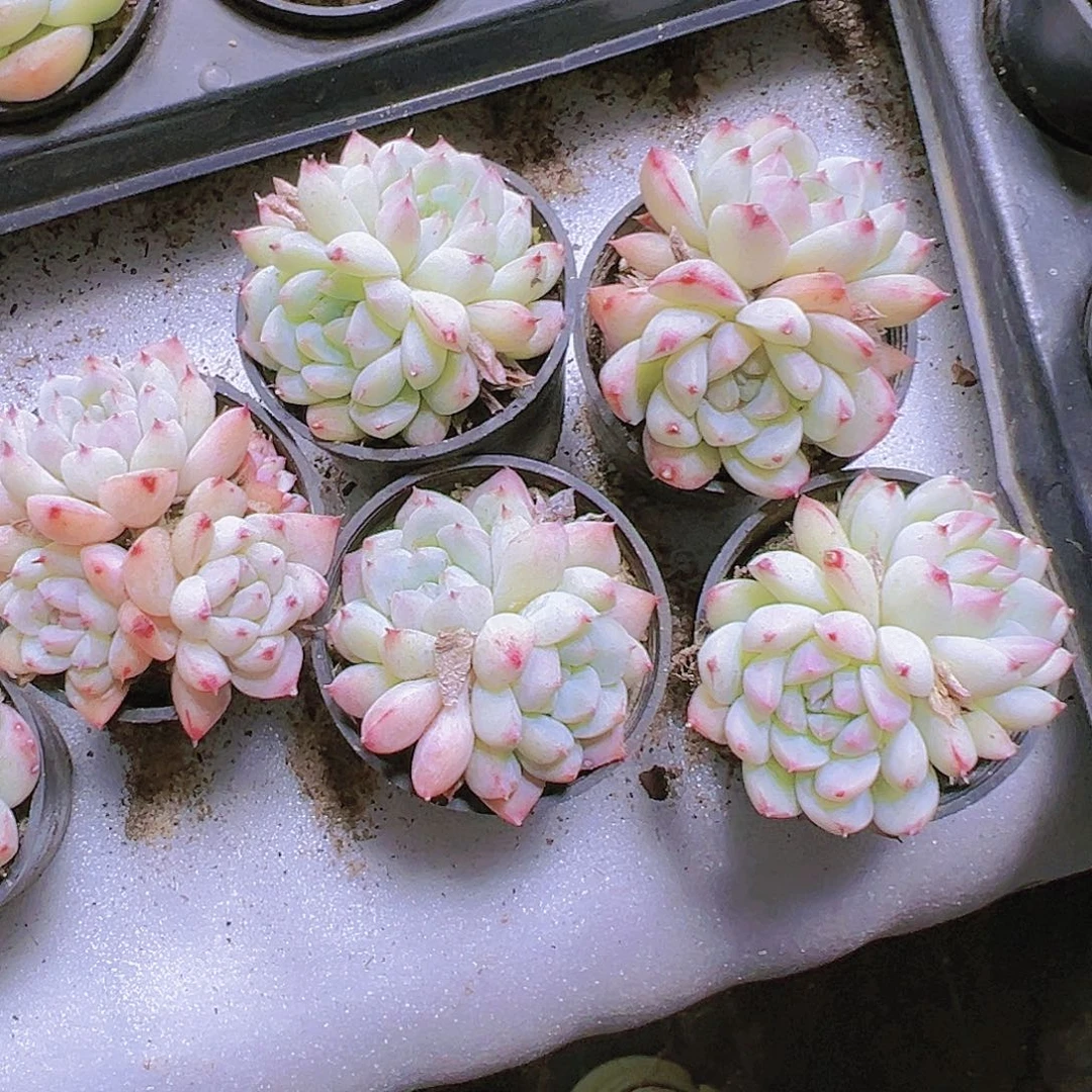 双头白如梦令19包邮