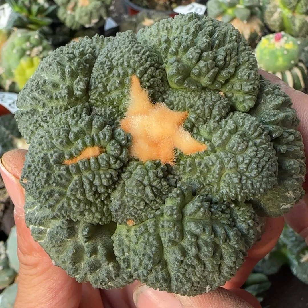 【闪购商品】萝卜根大尤超颗粒哥斯拉472