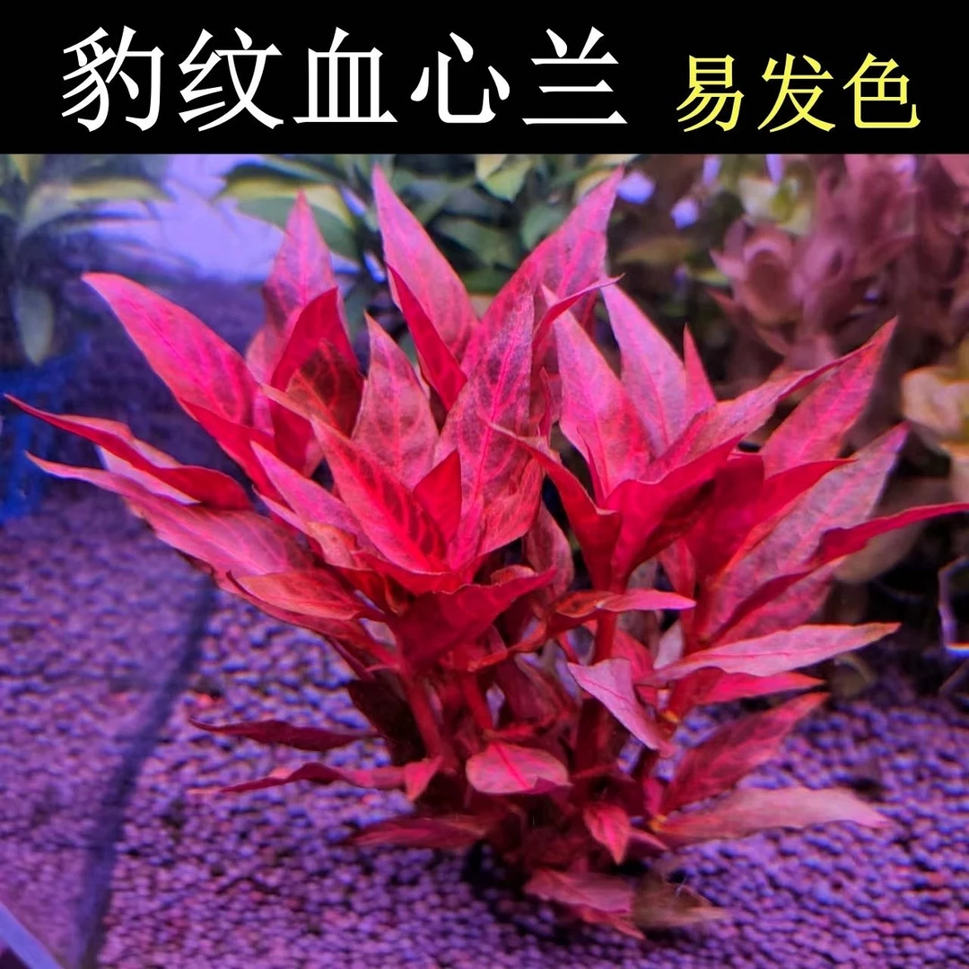 【拍一发二】豹纹血心兰  阴性红草 增氧净水 无需底沙 直接入缸