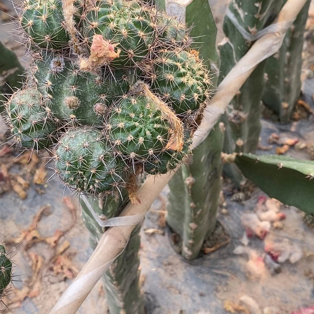 丽异想天开侧芽歪3公分以上