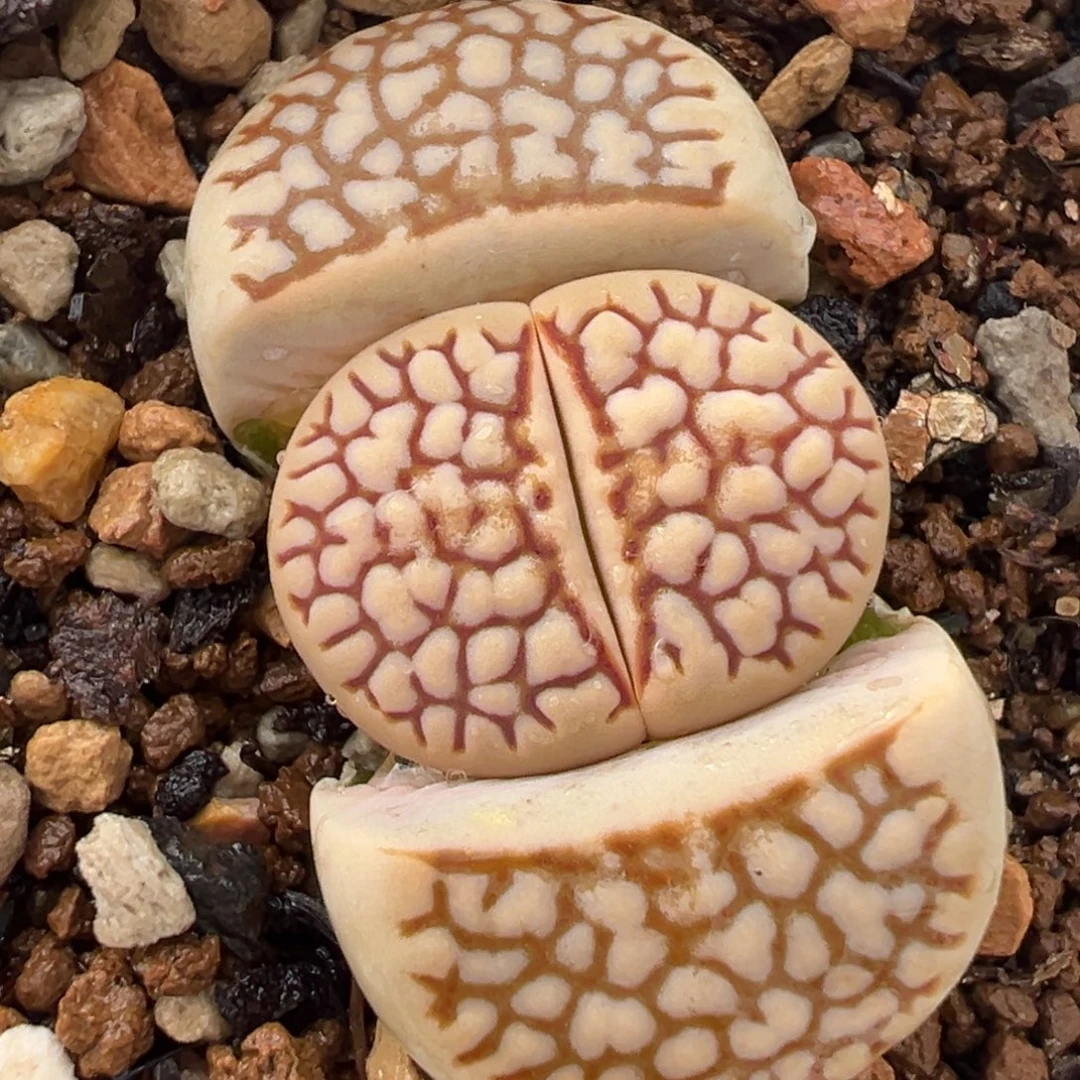 871多肉植物种类多样