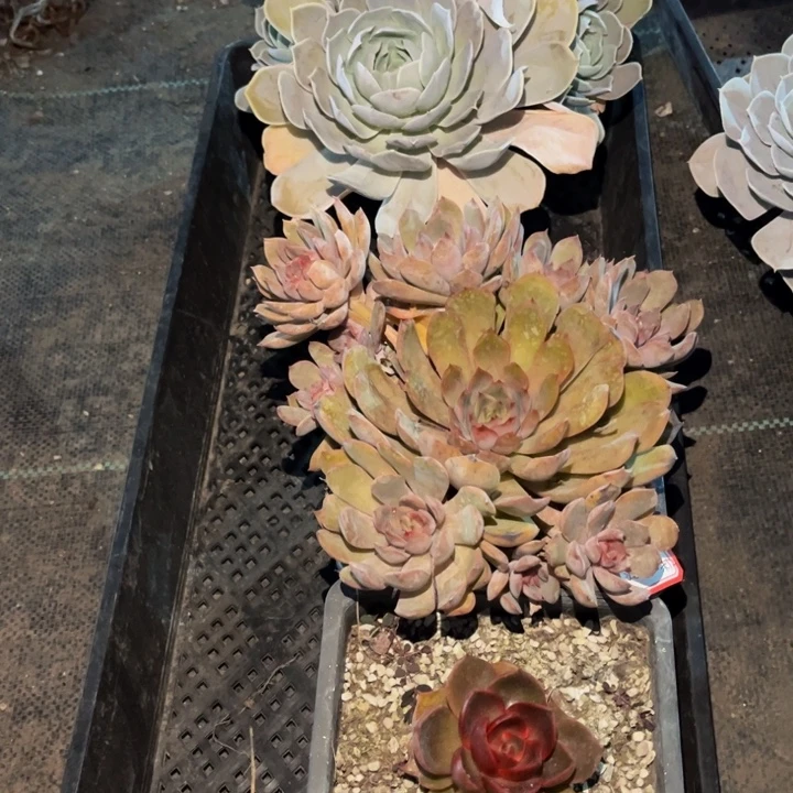 没***~圣卡洛斯一颗小群冰红茶红灯