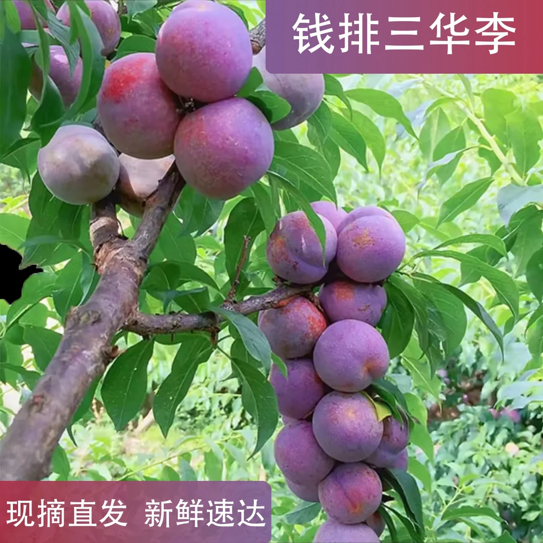 大果广东钱排红心三华李当季特大爽口孕妇水果
