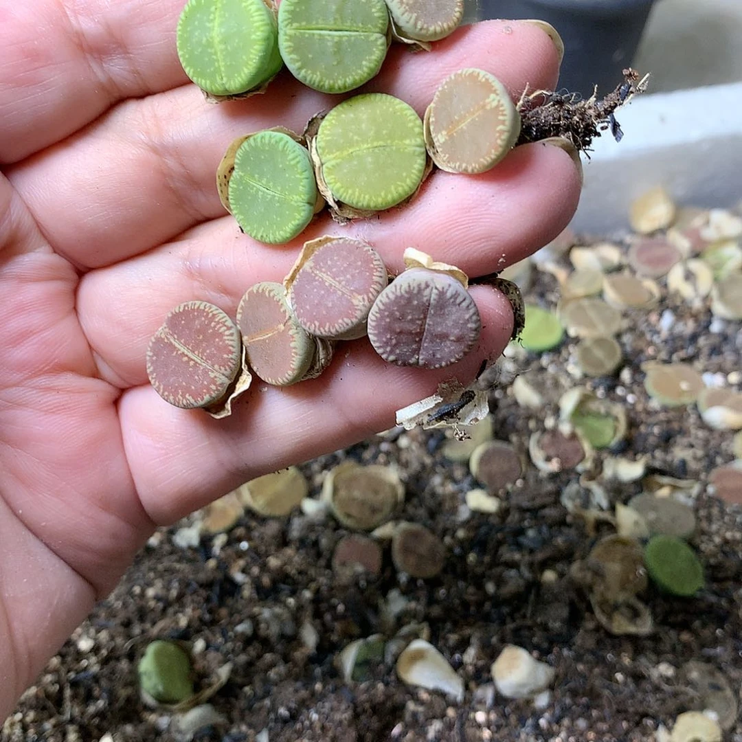 喂***嘻H439多肉植物保护研究所