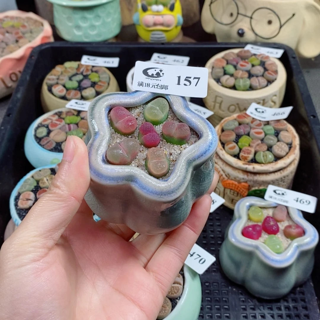 g****w生石花花花花花157