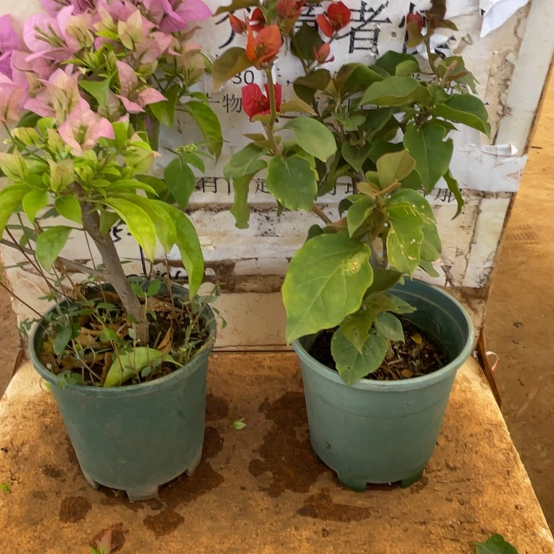 萌***恒当前无花栽培后可以开花1-5716