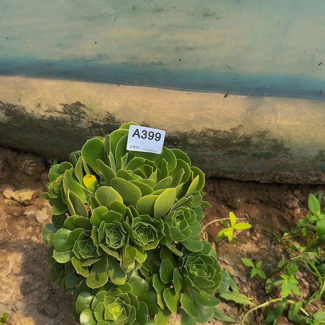 娟****无花朵绿羊绒多肉植物399