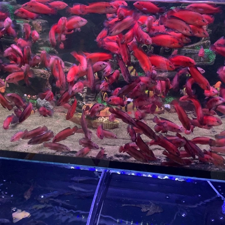 慈鲷鱼直播特价f1图尔卡纳红宝石4条包邮