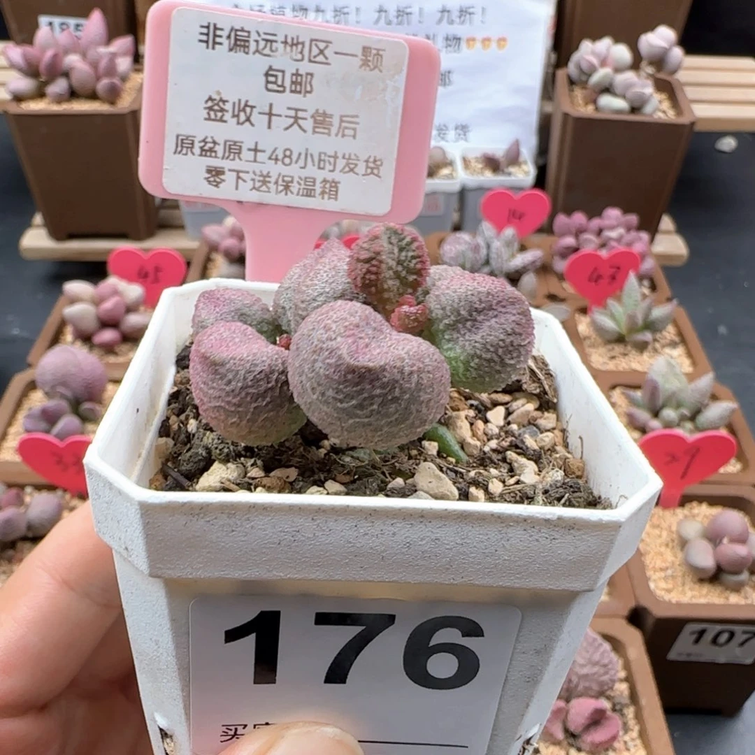 176水蜜桃多肉植物