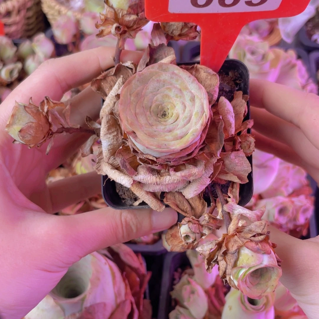 单品一物一拍003号