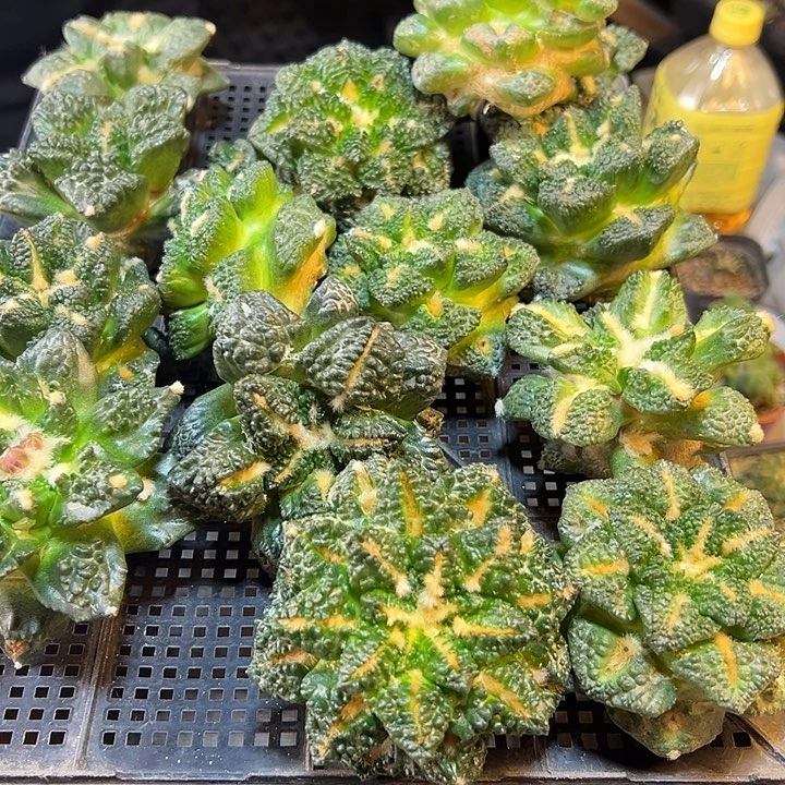 苗接哥斯拉龟甲牡丹无根7公分1颗