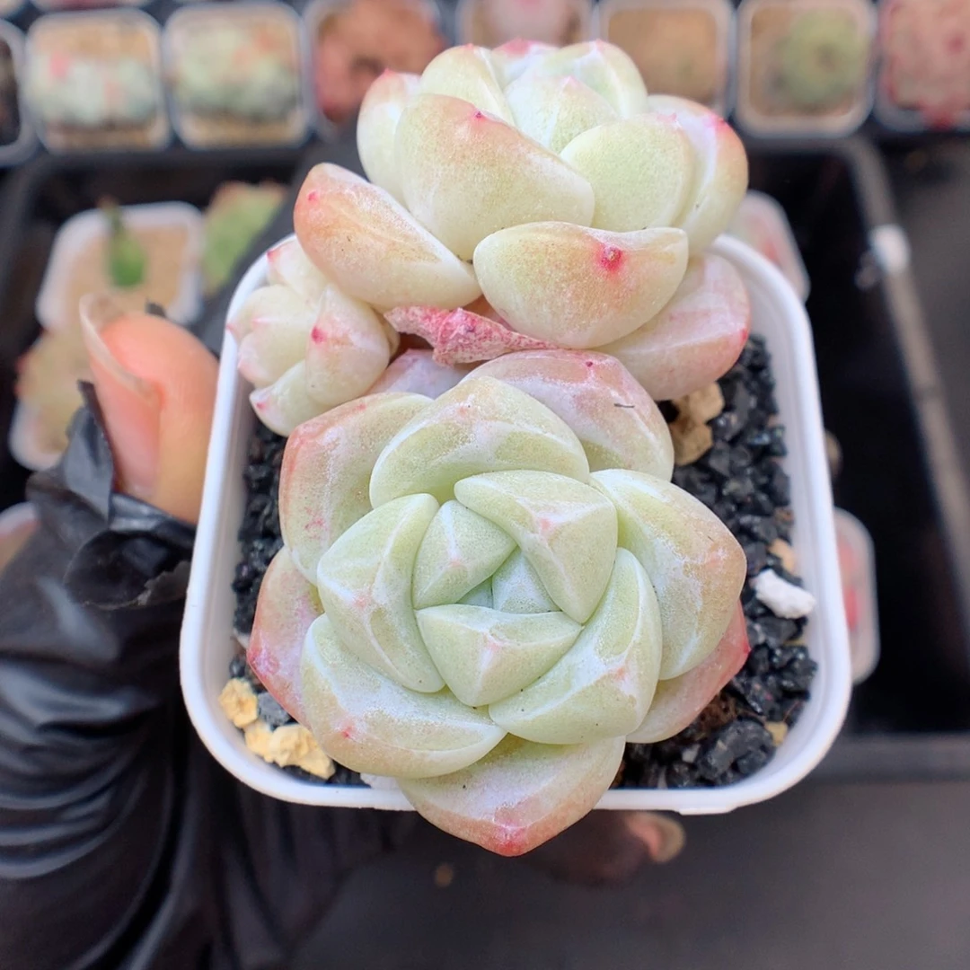 多肉植物。 玉蝴蝶42