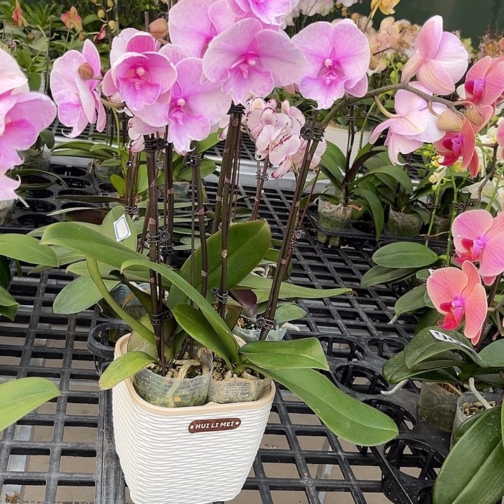 大部分花苞少量开放三颗迷雾带盆