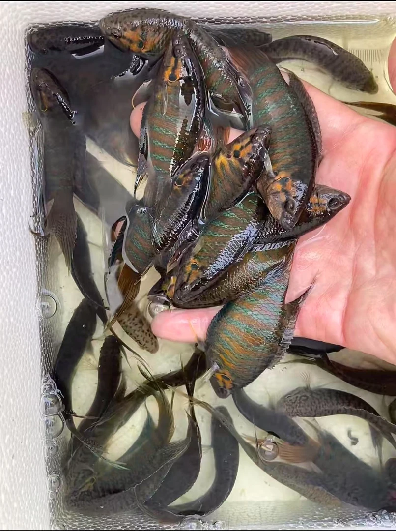 小型中国斗鱼普叉活体淡冷水观赏鱼好耐养不用打氧