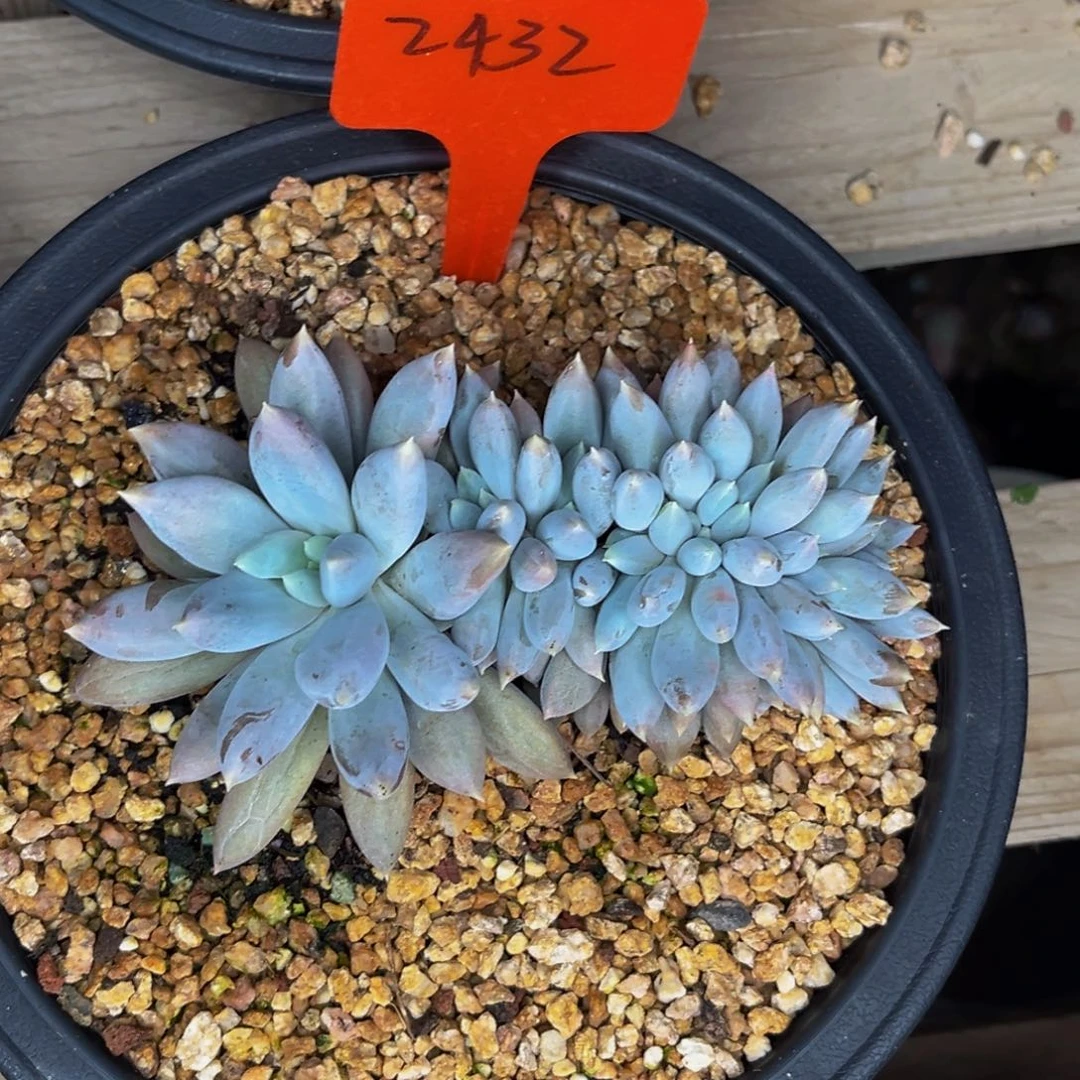 2422号晚上多肉植物群生