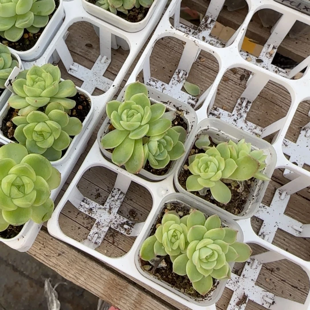 翡翠流星盆一个满25包邮