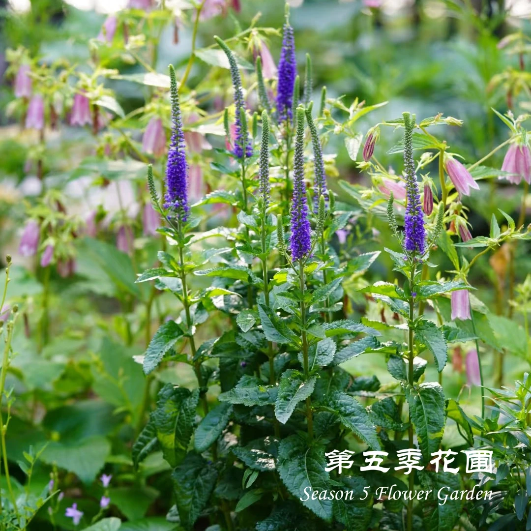 第五季花圃 穗花婆婆纳合集 多年生耐寒耐热夏秋开花植物盆栽花苗