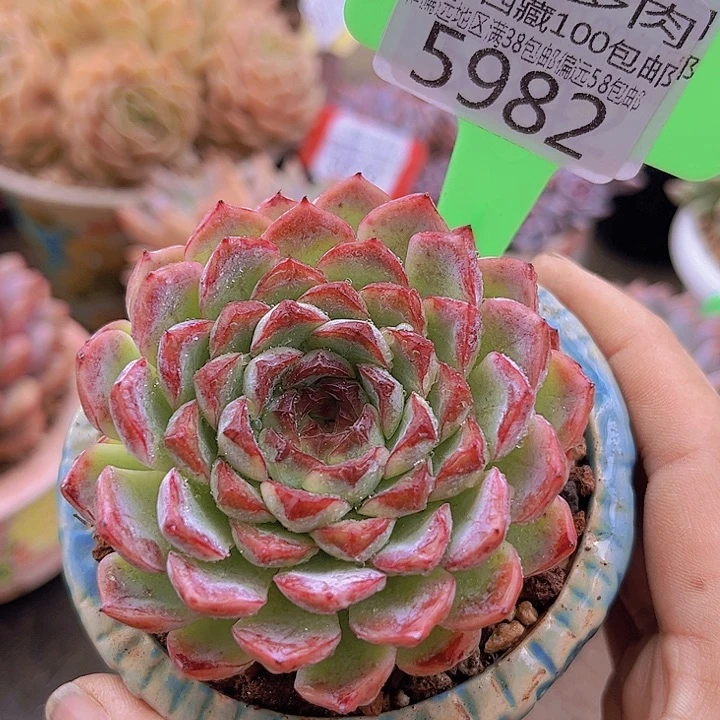 5982东云杂。