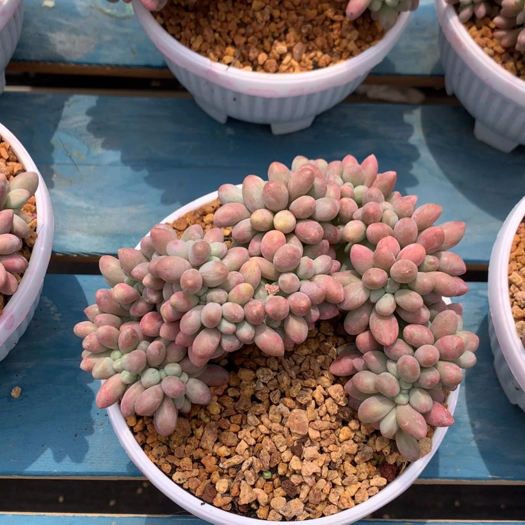 汤圆缀化彩体开播福利