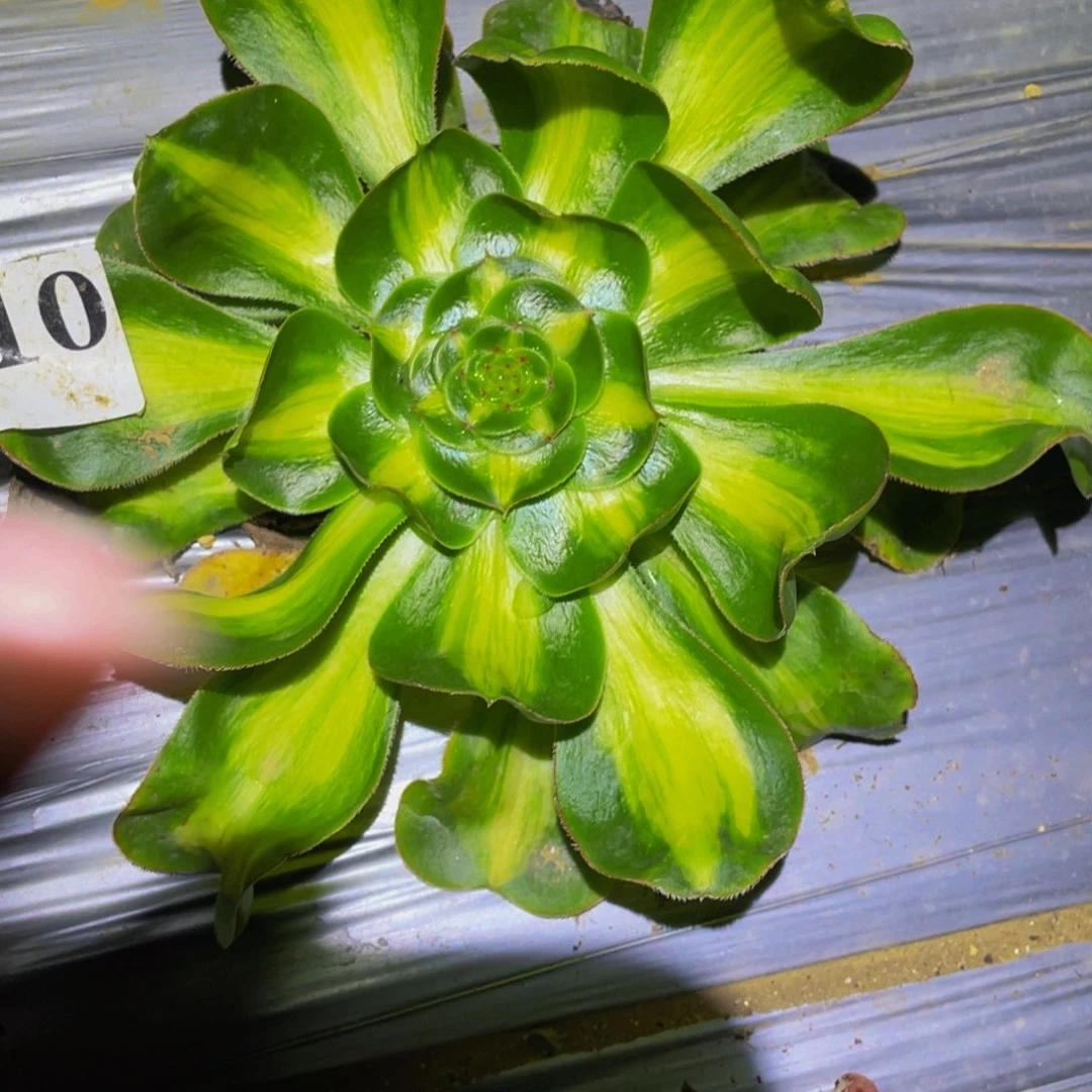 暴君多肉植物多肉310