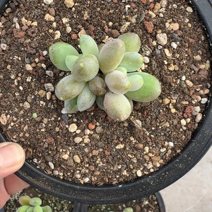 法力达 3头 一物一拍