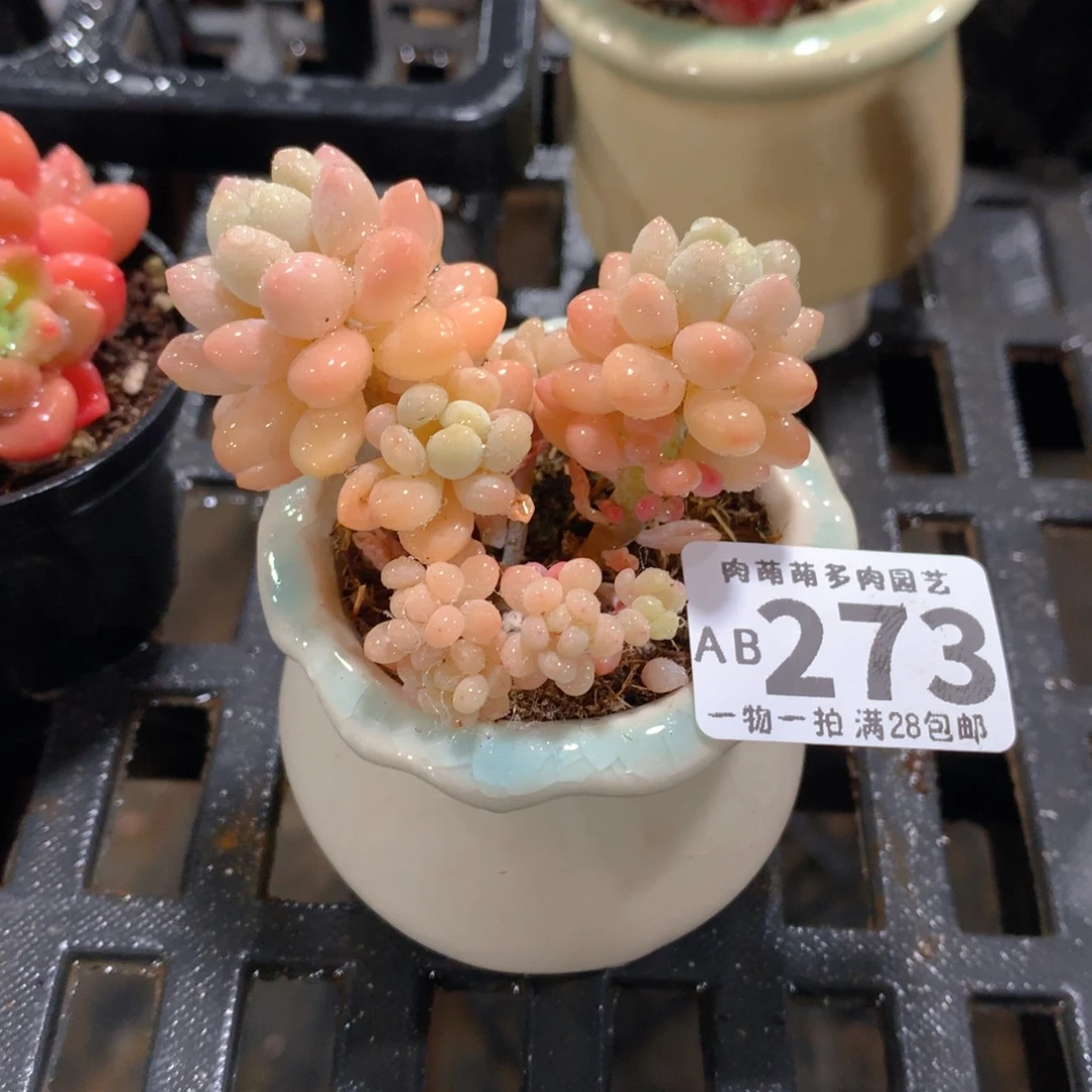 肉萌萌拇指盆精控多肉AB273