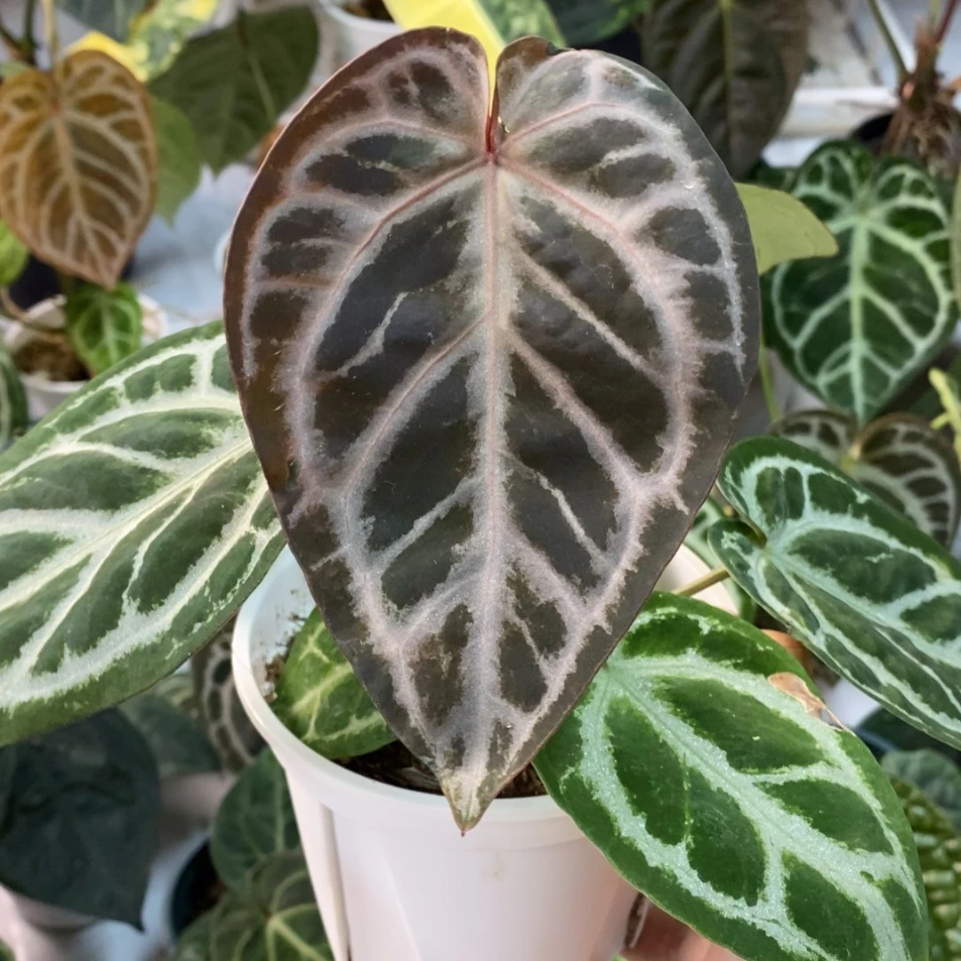 不开花植物红刷子