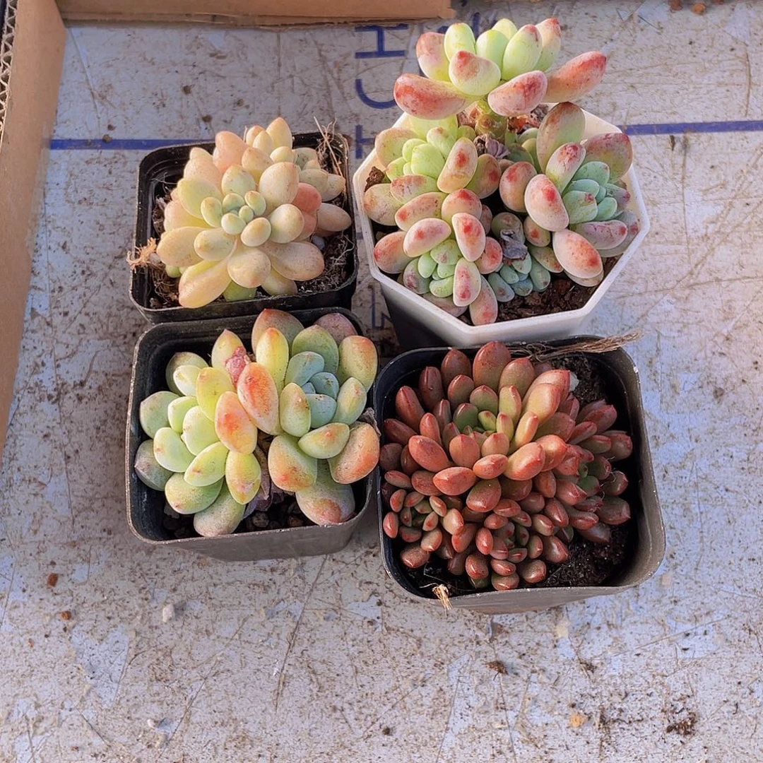 劳尔+红宝石+洛可可+冰玉