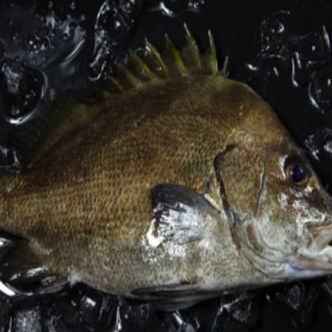 福建霞浦东海海捕海鱼保底十斤