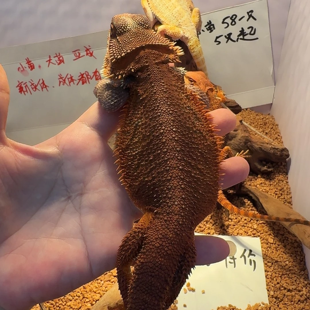 鬃狮蜥瑕疵母后腿不会走