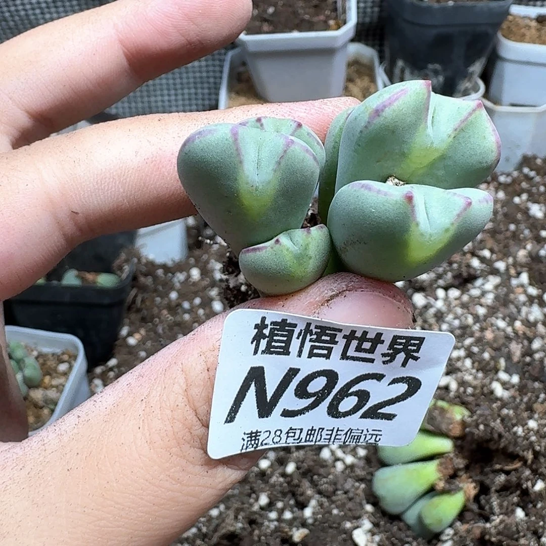 多肉植物的润泽从vhn
