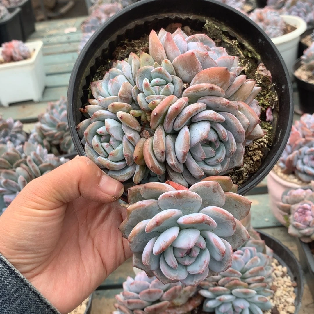 无花朵佩奇泡花花花花花花花花