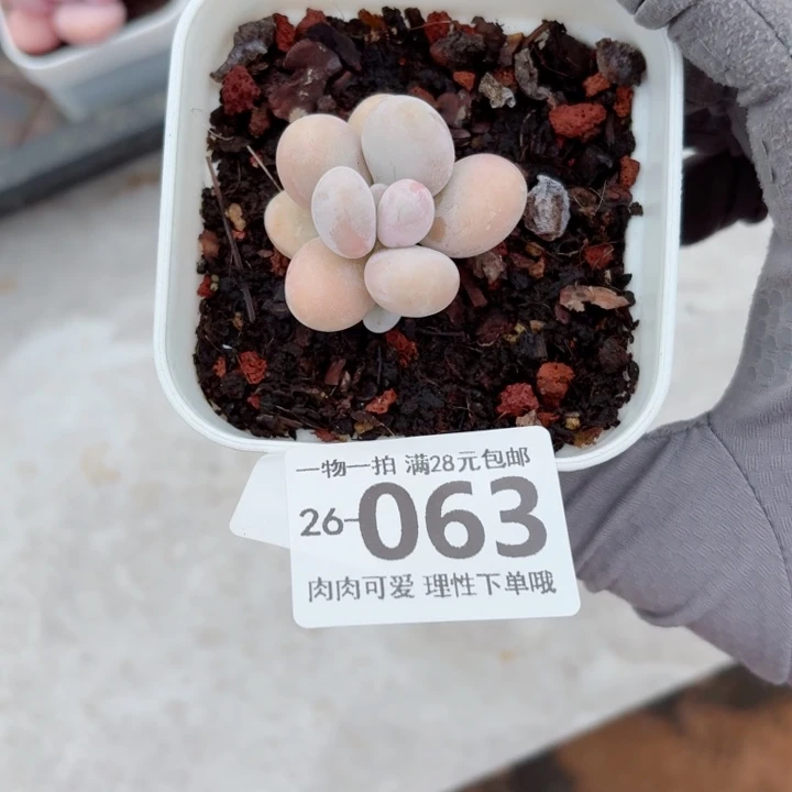 拉***丶蛋黄奶多肉无盆土发货无盆