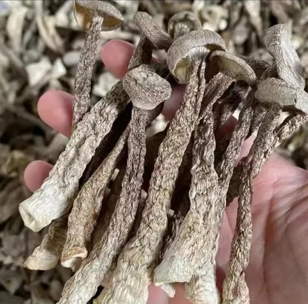 农家干货鹿茸菇