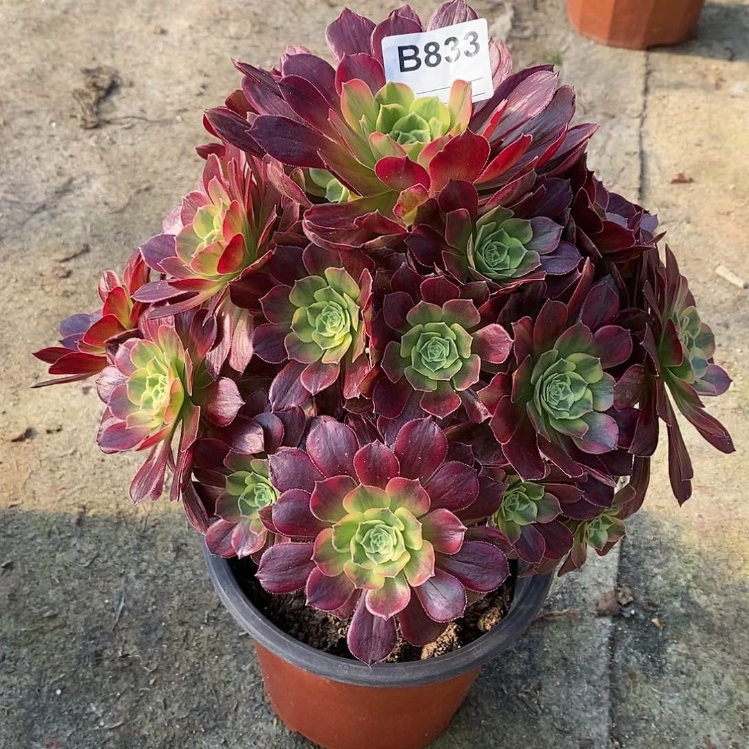 安娜多肉植物833