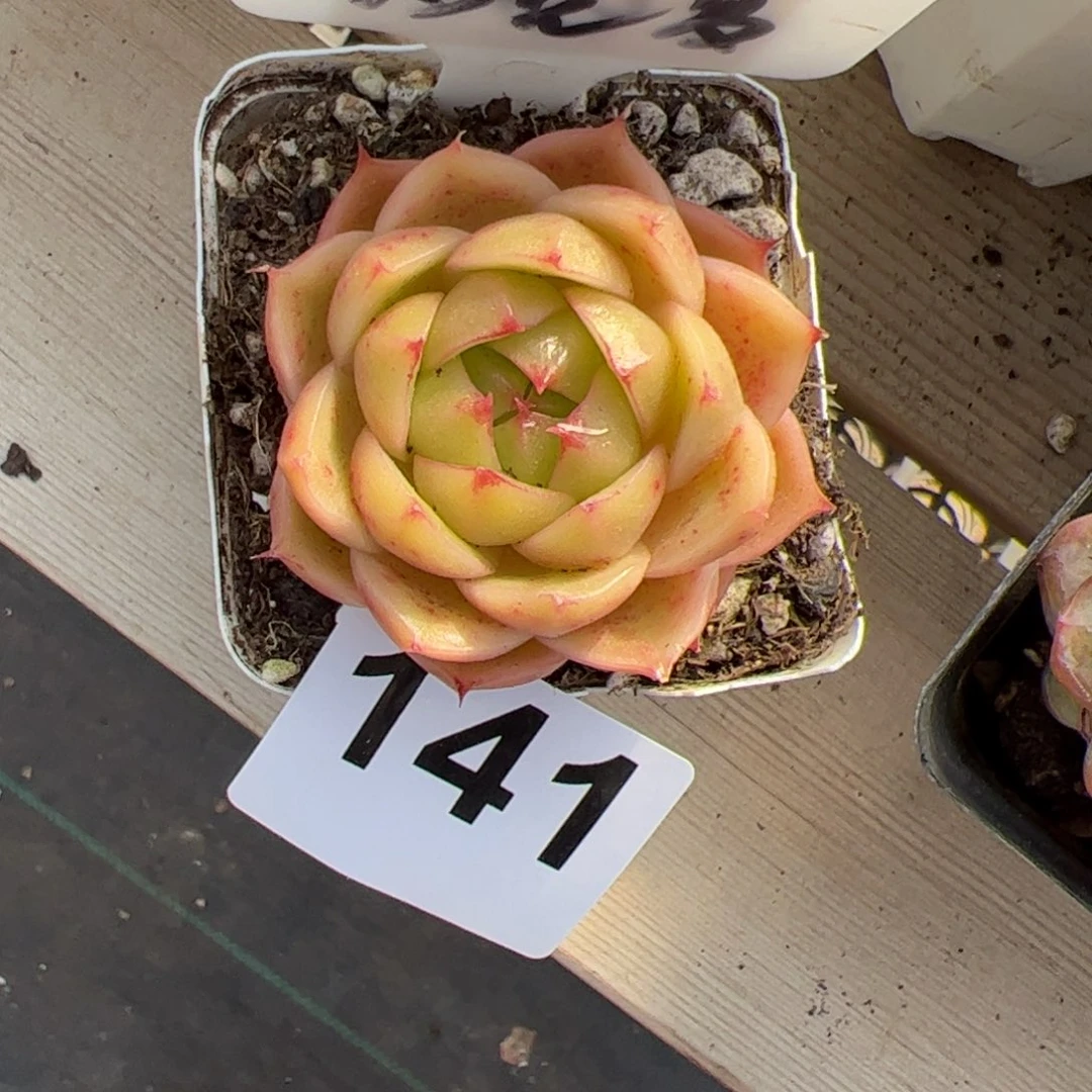 晴***李141 多肉植物组合盆栽