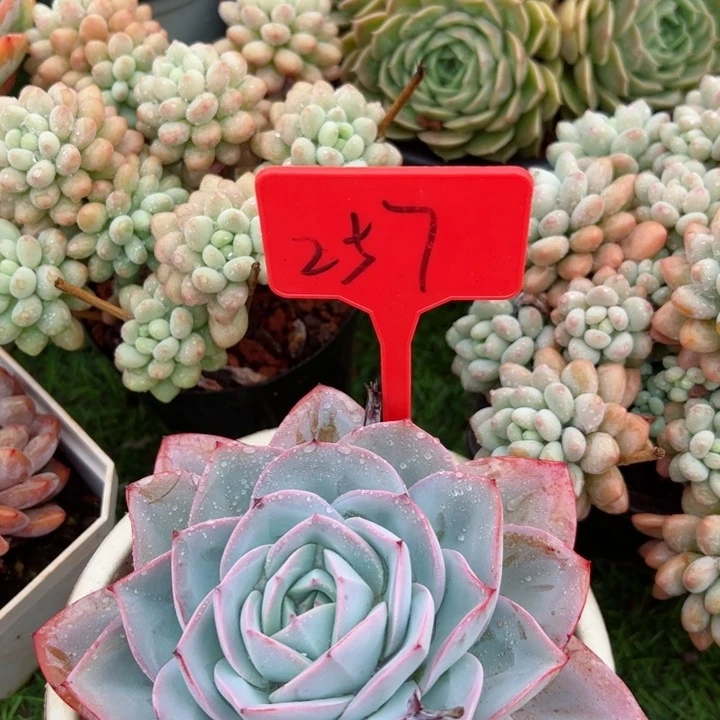 257布鲁蓝平平安安健健康康