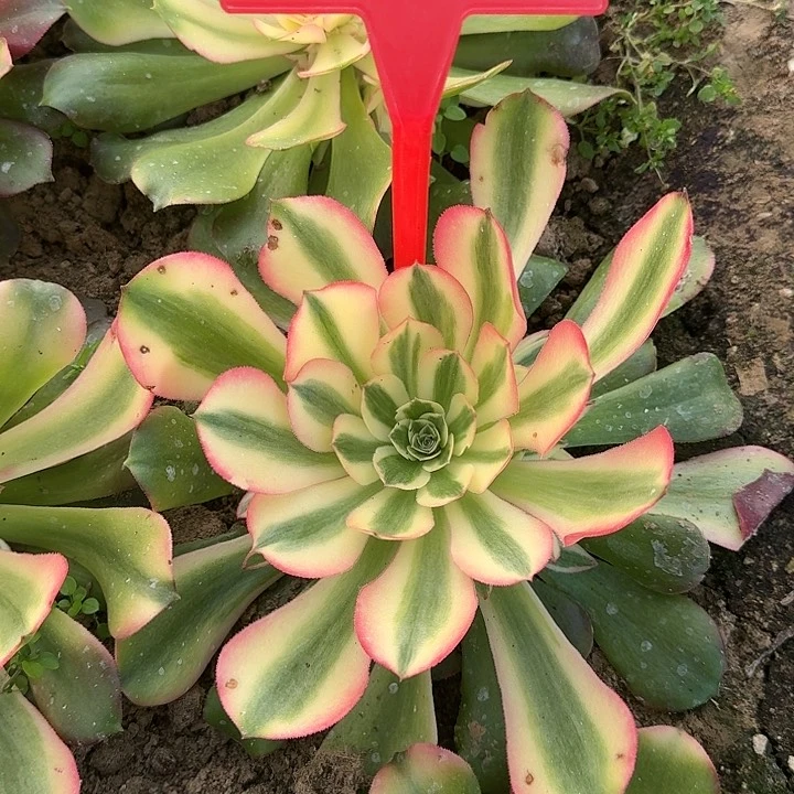 W*n4-122香妃多肉法师