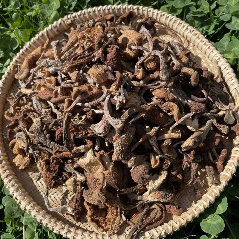 东北精选榛蘑[干榛蘑]1斤[2025年头茬榛蘑]